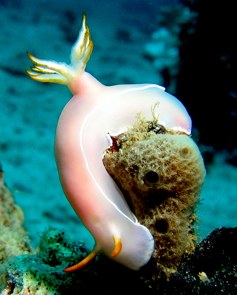 Nudibranch